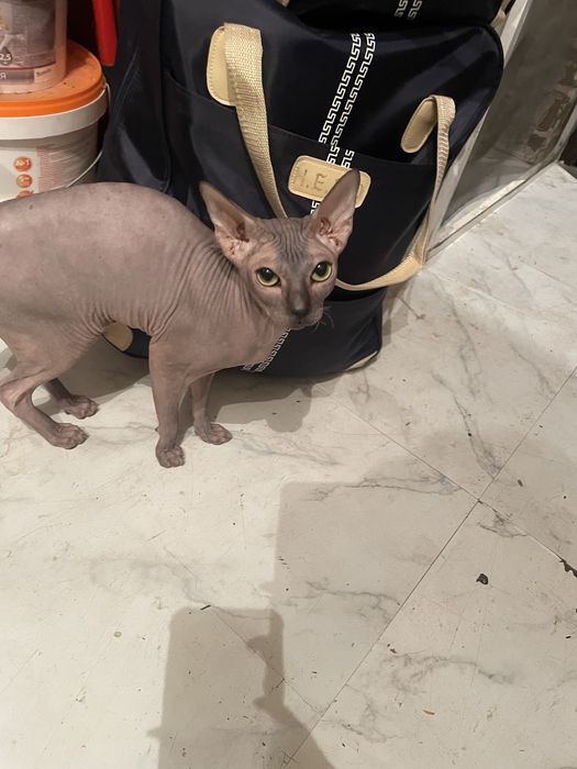 Сфинкс кошка 2 года