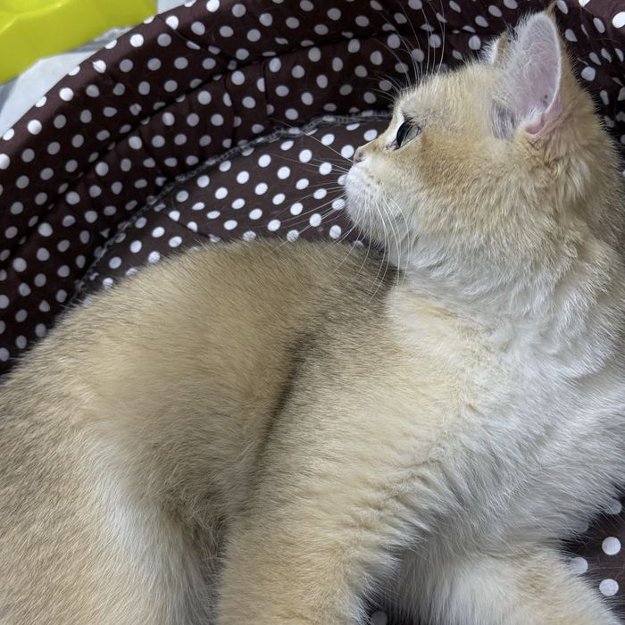 Мальчик чистокровный британец с окрасом золотая шиншилла