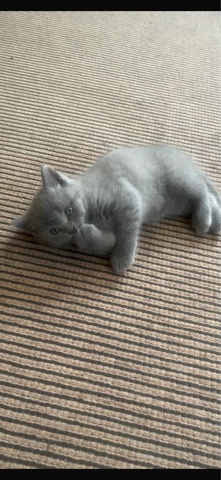 Котенок Британский голубой