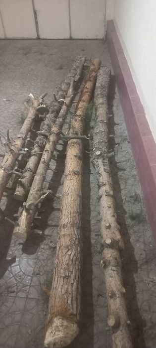 Archa daraxt sotiladi