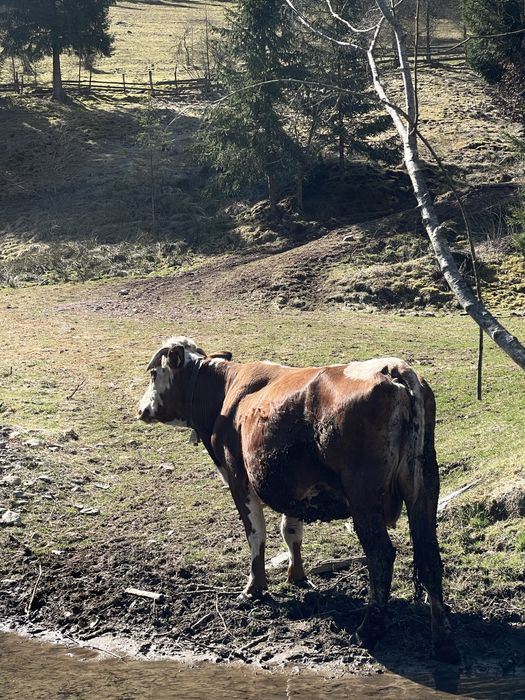 Vand vaca foarte buna