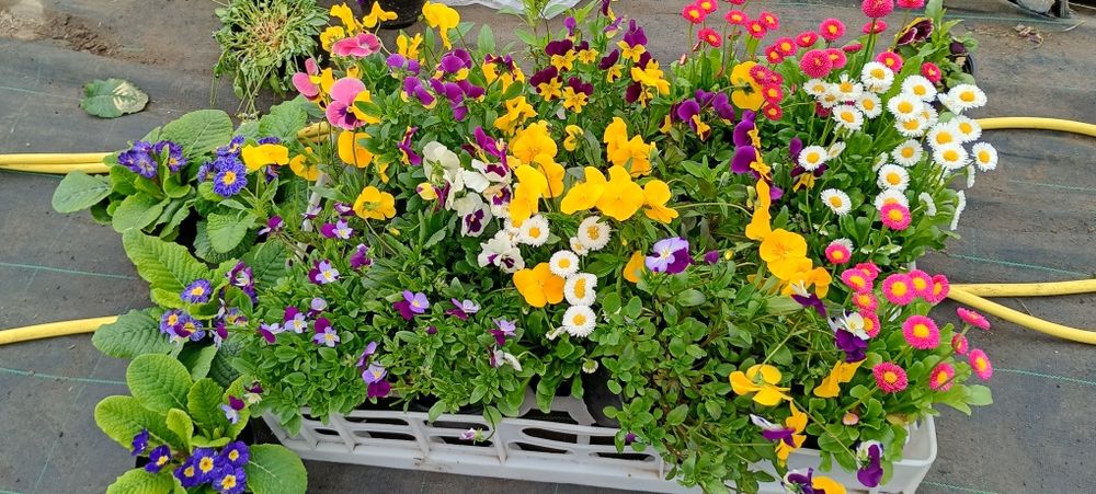 Petunii,muscate, garofițe,bacopa ,petunii curgătoare crăițe