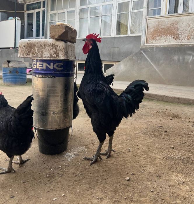 Gegant qora shaxzoda tuxumlari bor rasmdigi ota onalari