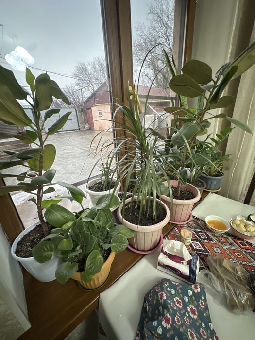 Комнатные цветы