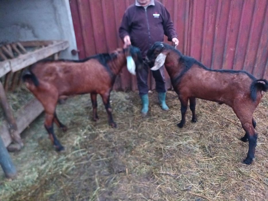 Vand Tap anglo-nubian