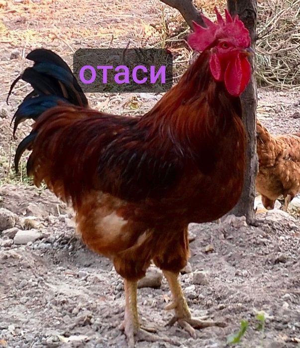 Срочно! Ханхяп. Хўроз