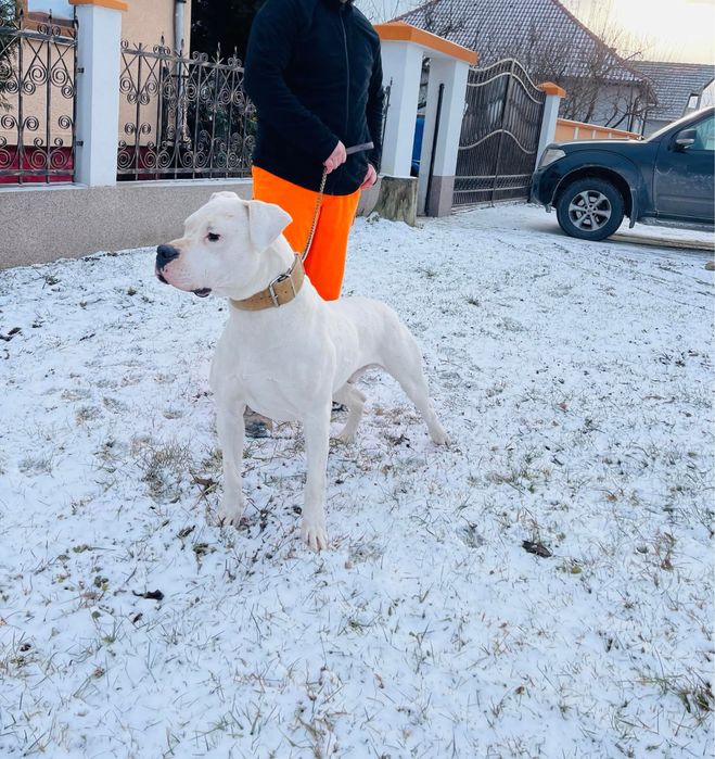 Mascul Dog Argentinian / Dogo Argentino
