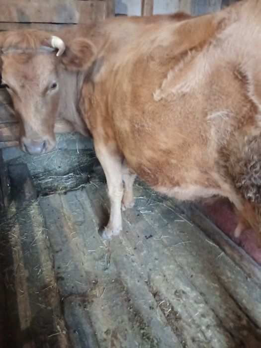 Продаю бычка  подсосного