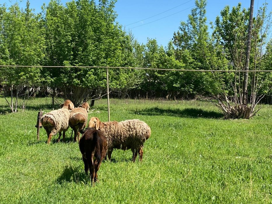 Қошқар Арашан таза