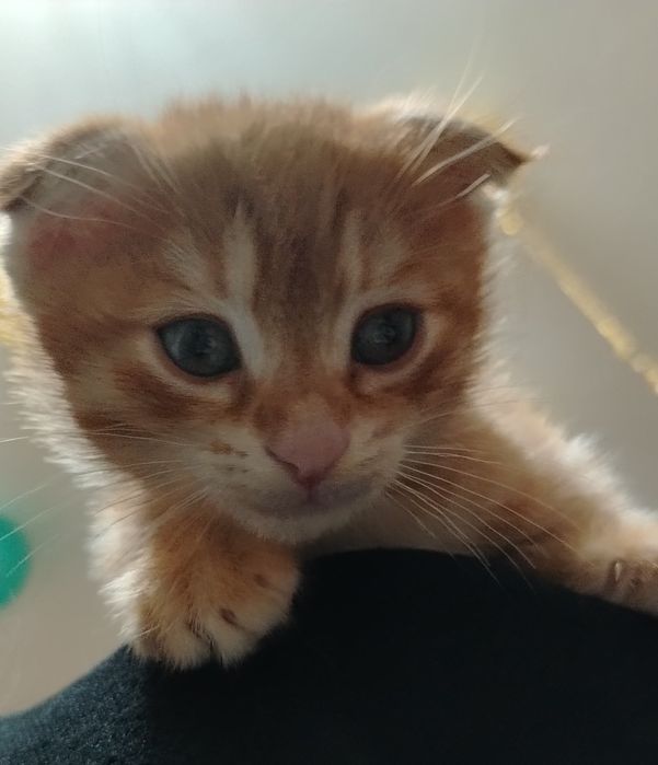 Продаётся котёнок