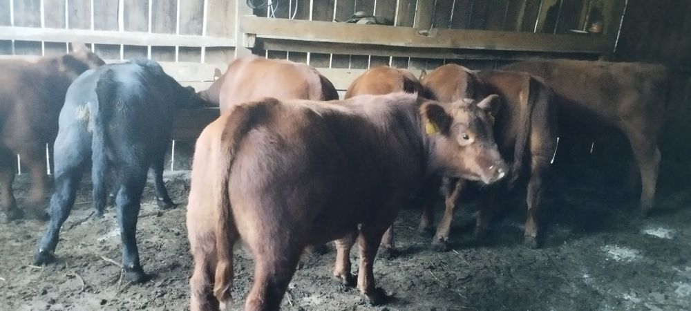 Vând tăurași angus