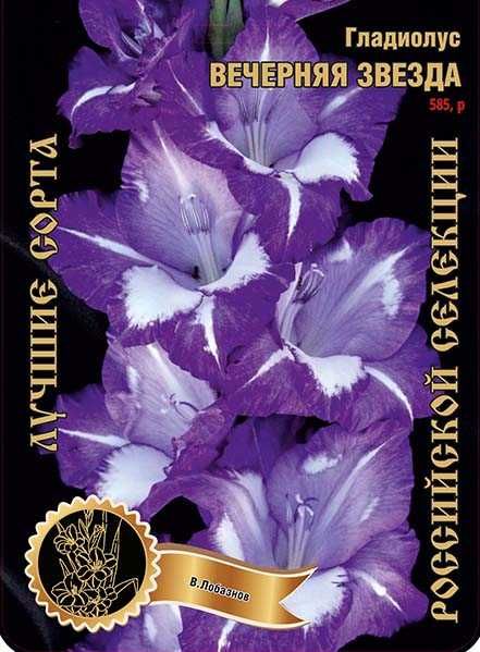 Гладиолусы луковицы