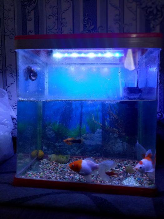 Акварюм с 4 рыбами и 2улитки