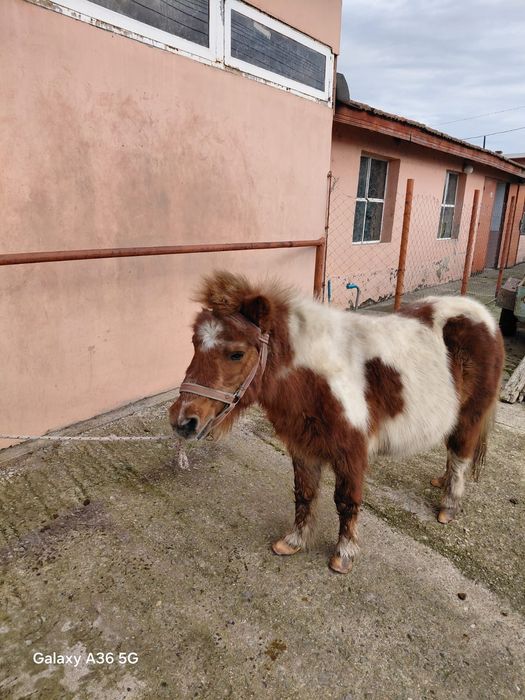 Пони шарено женско