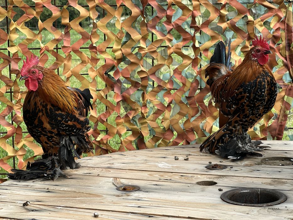 Mii de flori , cocoși !