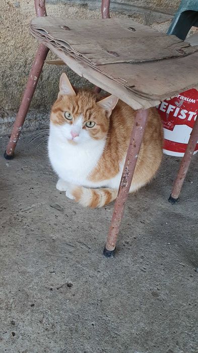 Рижави котета на 6 мес. търсят дом