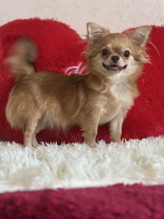 Шикарная. Девочка чихуахуа