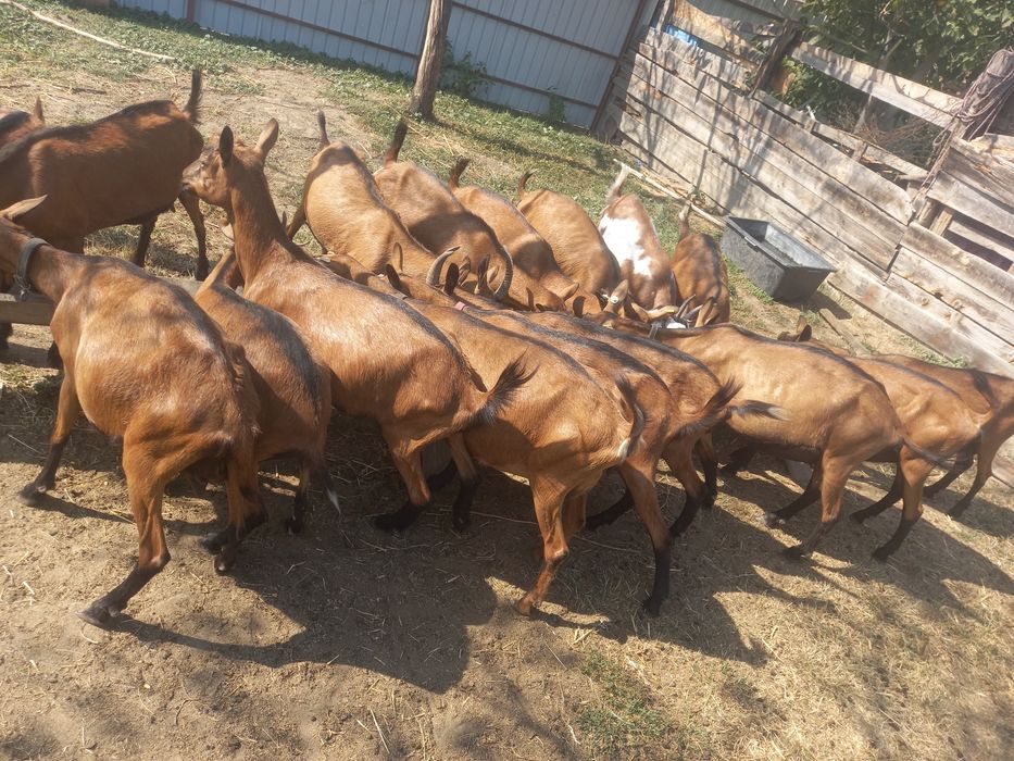 Capre Apina Franceză
