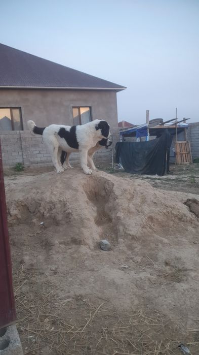 Алабай кушуктер сатлады