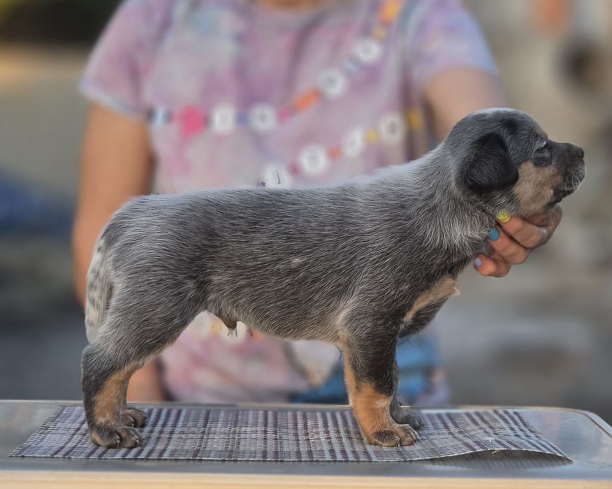 Australian Cattle Dog - mascul