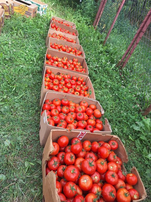 Roșii proaspete de vânzare direct de la producator! Din lipsa semnalului va rog sa ma contactati pe whatsap 0 7 6 6 2 2 1 1 4 1