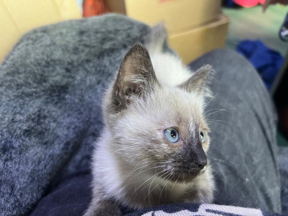Котята  мальчик и девочки