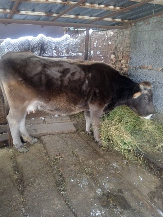 Продам корову молочная