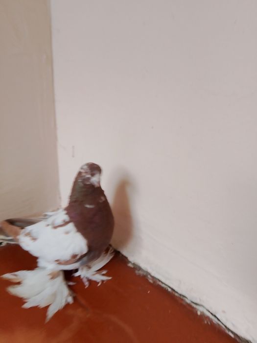 Голуби.птицы.капканы.чины.