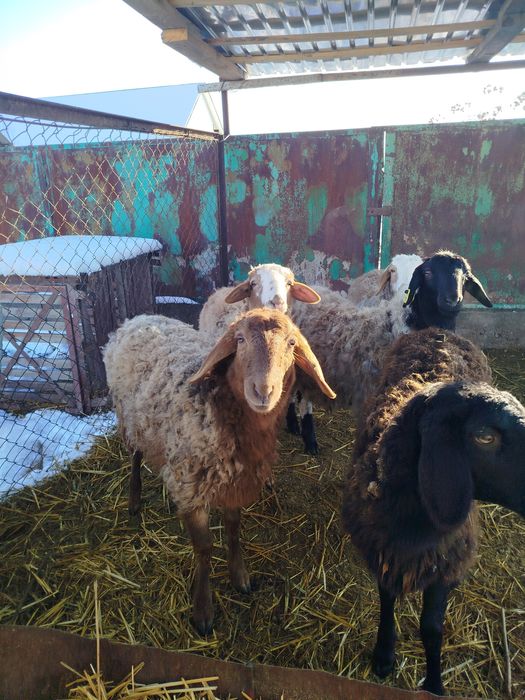 Бараны матки 5штук