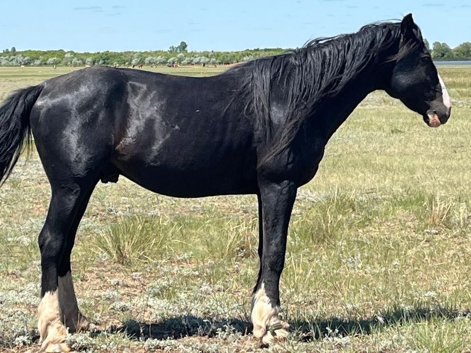 Айғыр,конь полутяж