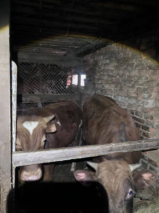 Продам 7 годовалых бычков!!!