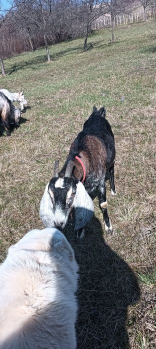 Vând capre anglonubiene