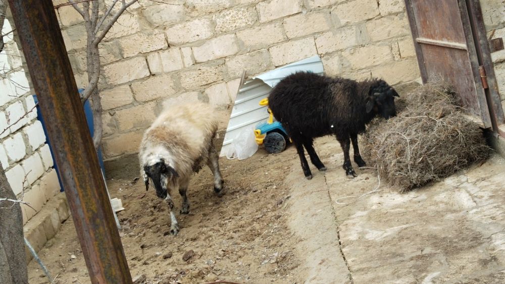 Қой бар екеу бір ақ бір қара