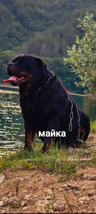 Ротвайлери от елитни родители