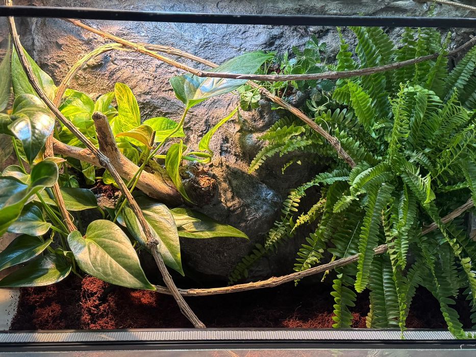 Gecko/Cameleon/Agama