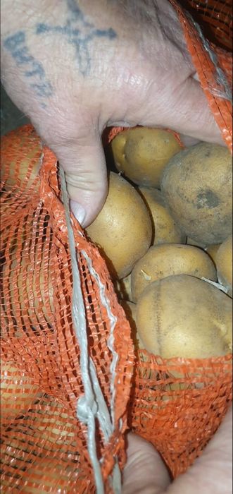 Картошка домашняя