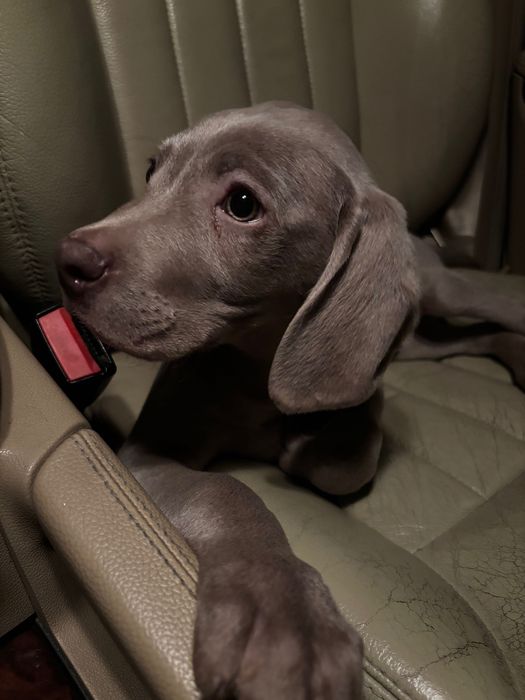 куче- ваймаранер