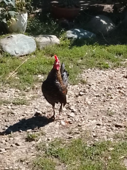 Cocoșei pitici tineri