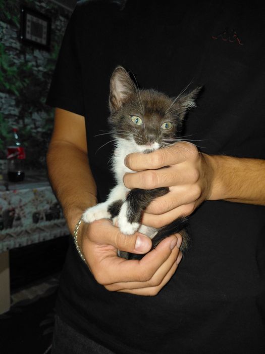 Отдам котят в хорошие руки