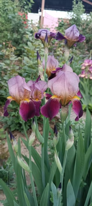 Продаю рассаду садовую