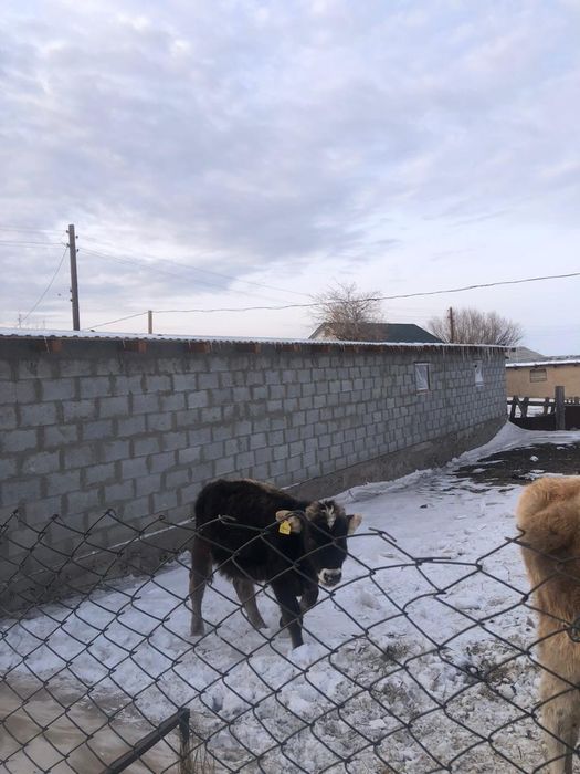 Продам телят молодых