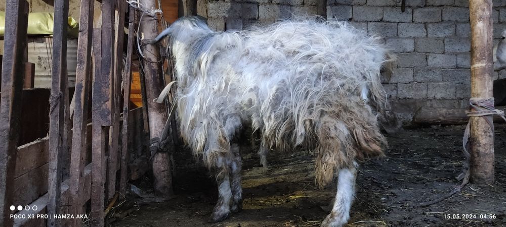 taka sotiladi yangiyolda