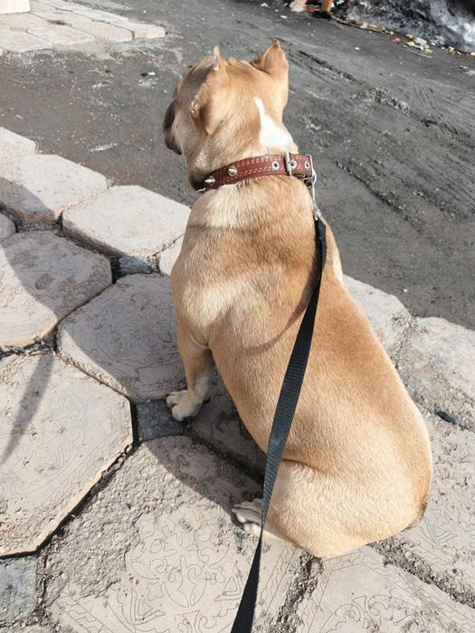 Продам американского Буля