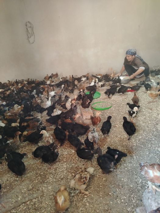 Жужала сатилади 50 гунлик. Привкалари атилган дарилари барилган.саглом