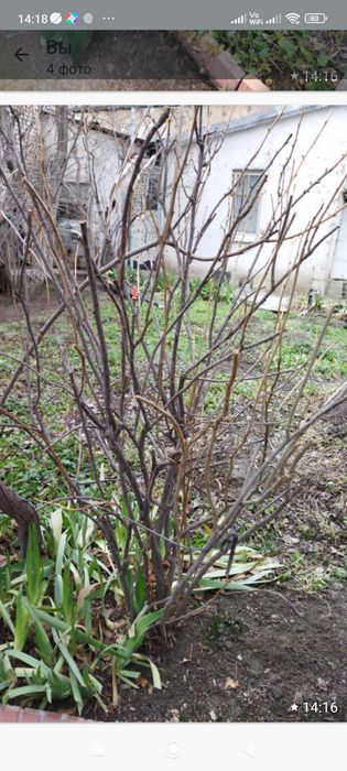 Цветы садовые благородные