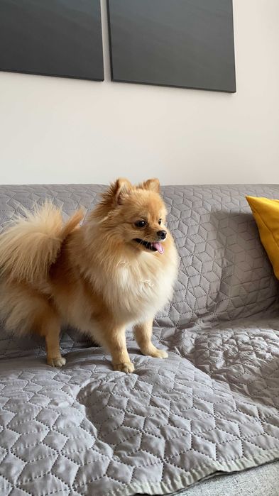 Pet Sitter - Cazare animale