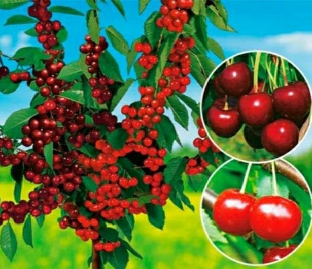 Pomi fructiferi duo/trio