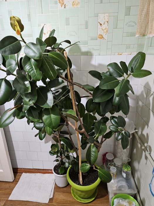 Цветы фикус комнатные 2 шт