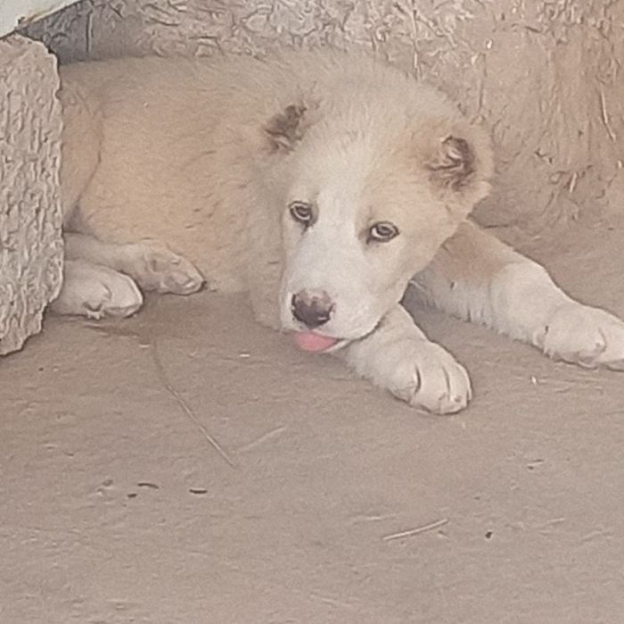 1 oylik urg'ochi alabay sotiladi Surxandaryo Termiz 1 oylikdan utdi