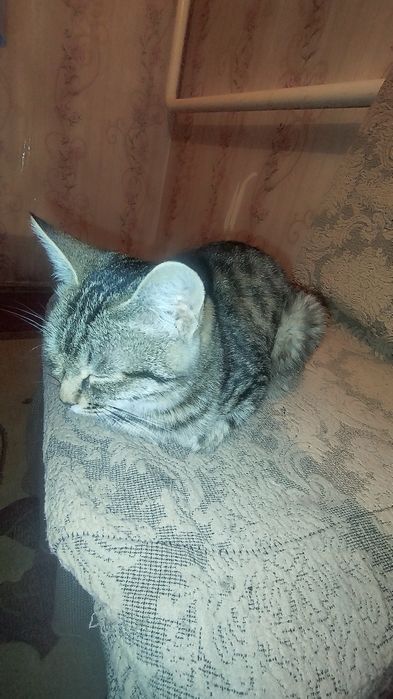 Отдам даром девочка